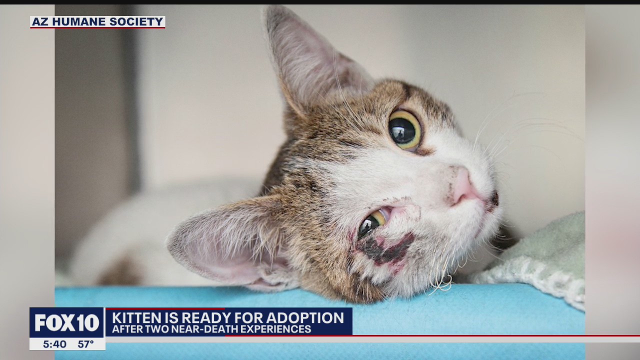 Kitten ready for adoption after 2 near-death experiences