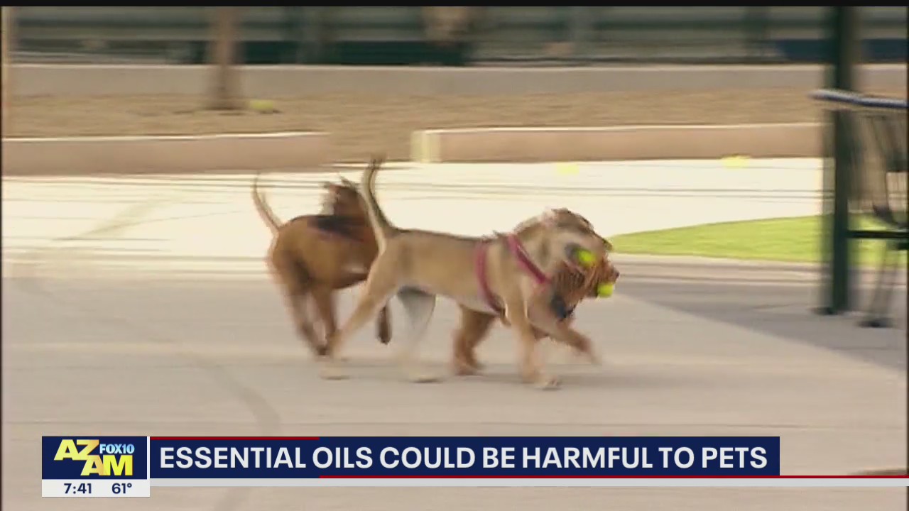 Essential oils can be harmful to pet health