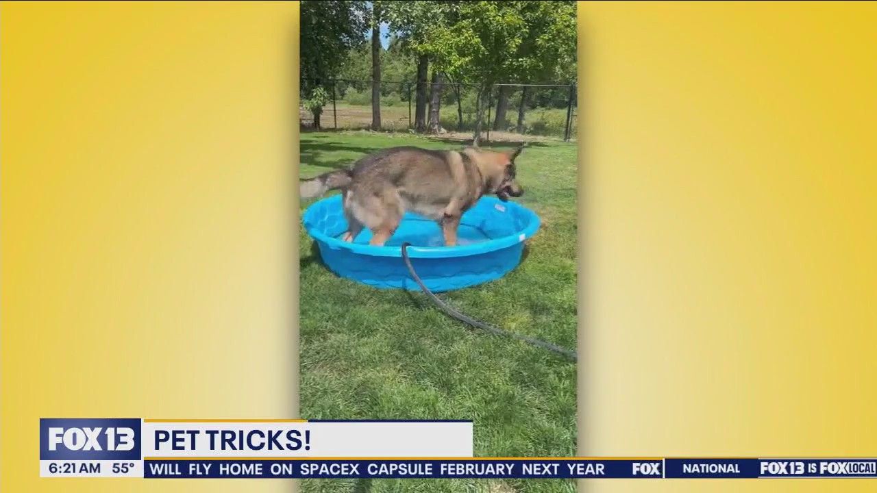 Pet Tricks for Monday, August 26