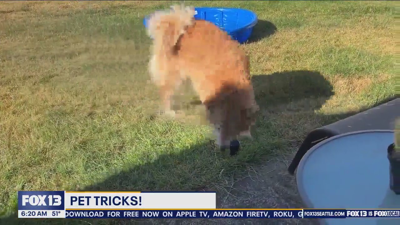 Pet Tricks for Wednesday, August 28