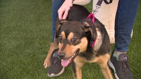 How AAWL's Medical Miracle Fund helps animals