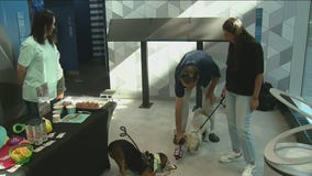 Museum of Illusions hosting Yappy Hour for your furry friends