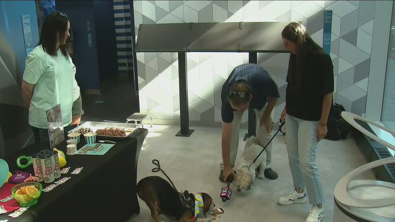 Museum of Illusions hosting Yappy Hour for your furry friends