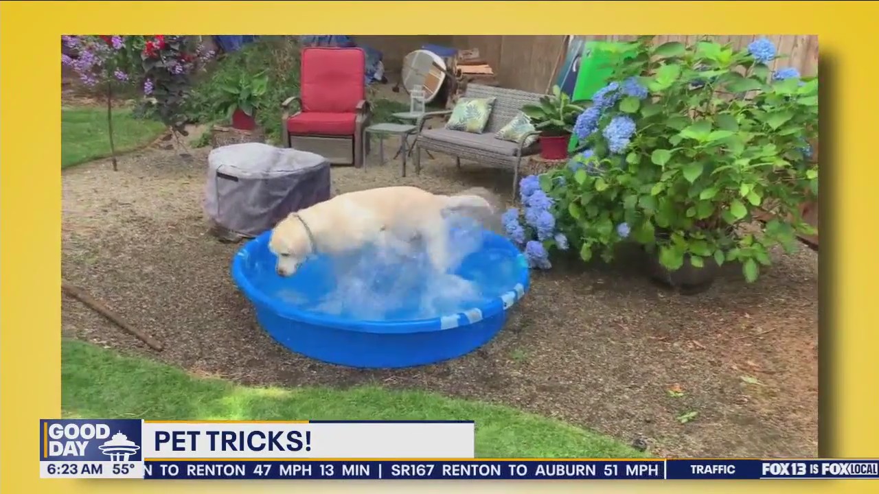 Pet Tricks for Tuesday, September 10