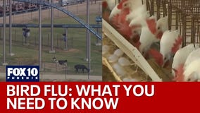 Dangers of Bird Flu outlined by Arizona doctors