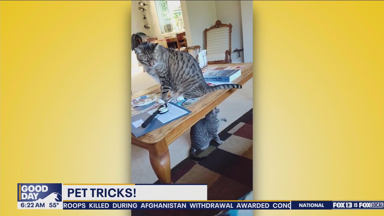 Pet Tricks for Wednesday, September 11