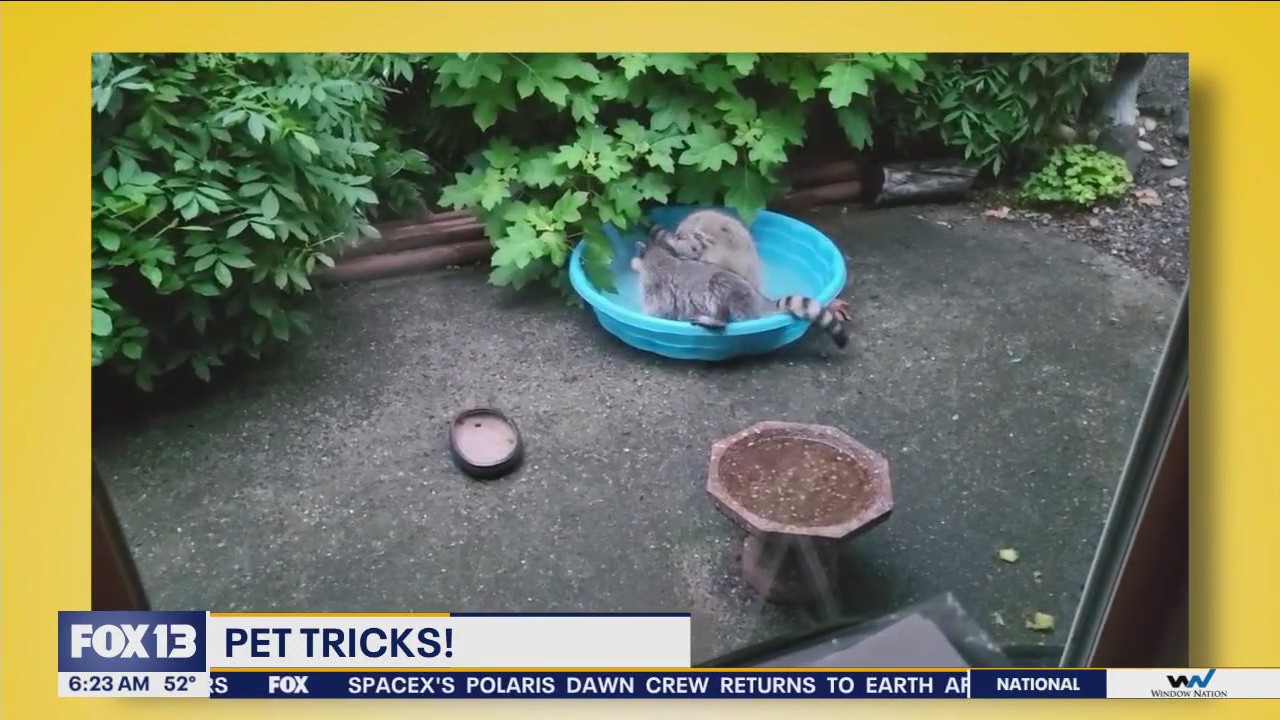 Pet Tricks for Monday, September 16