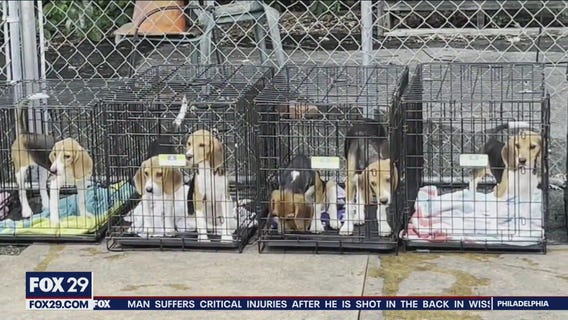 Beagles rescued from testing facility looking for new homes in the Delaware Valley
