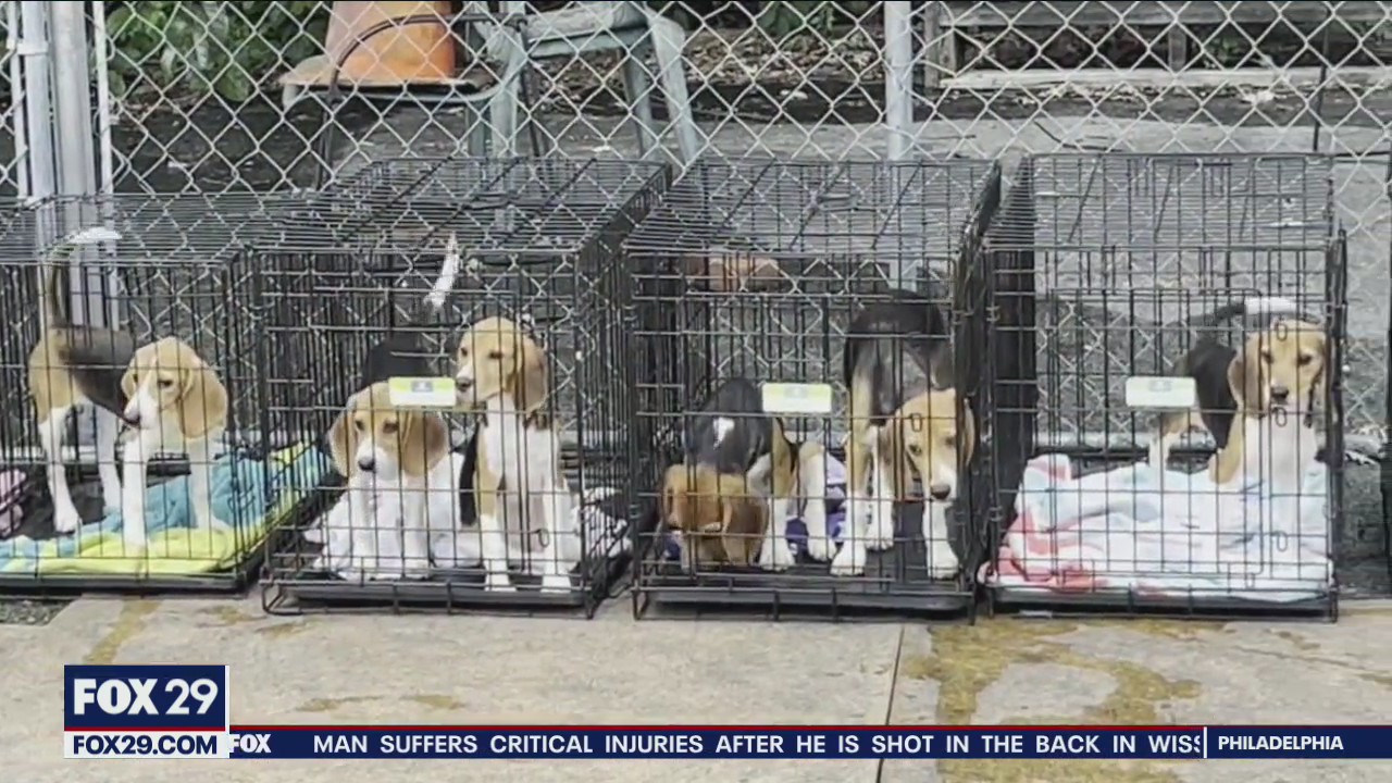 Beagles rescued from testing facility looking for new homes in the Delaware Valley