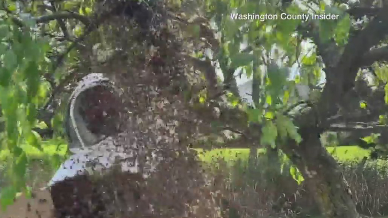 Beekeeping duo collects swarm from Town of West Bend yard