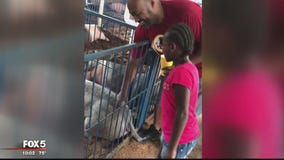 Maryland girl hospitalized with swine flu after attending Charles County Fair