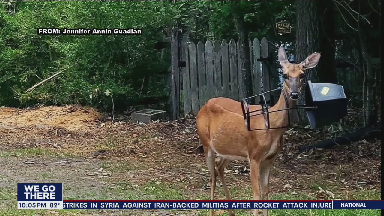 Burlington County community comes together to help protect a deer in distress