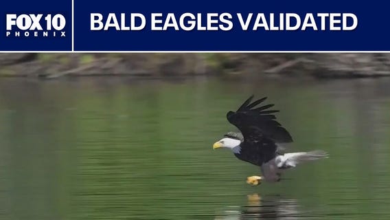 Bald eagle officially becomes the national bird