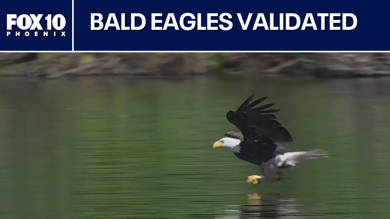 Bald eagle officially becomes the national bird