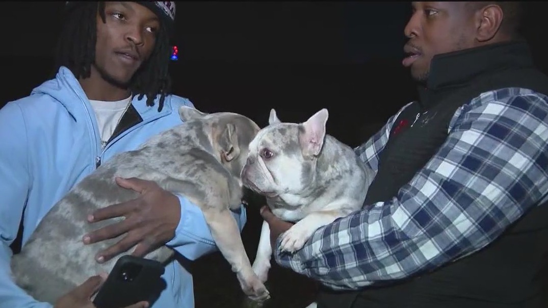 Missing French Bulldogs found with help from friends