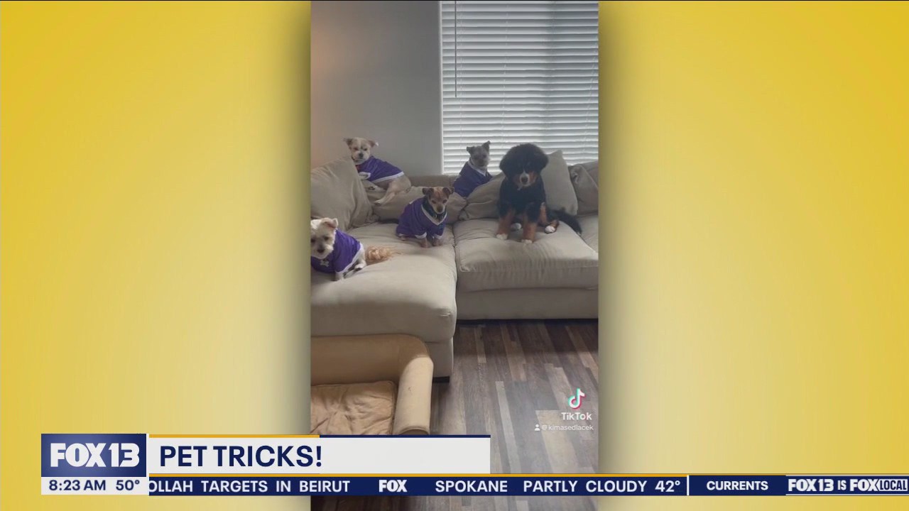 Good Day Pet Tricks Friday, Oct. 4