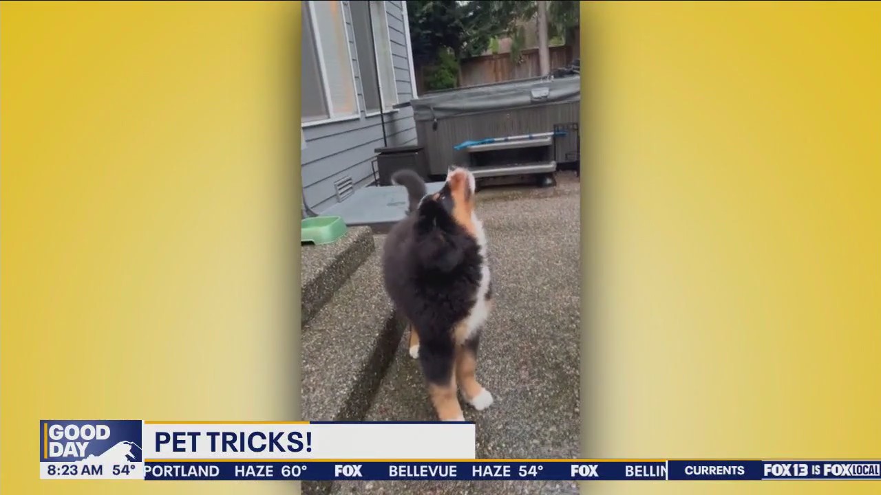 Good Day Pet Tricks for Wednesday, Oct. 9