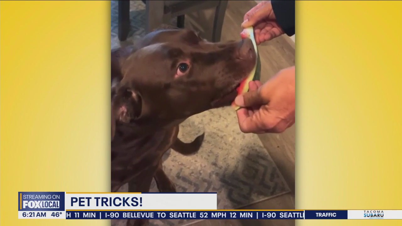 Pet Tricks for Friday, October 11