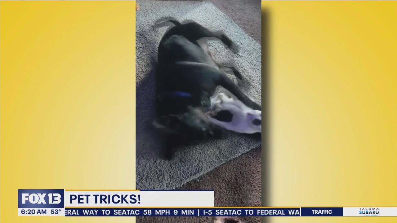 Pet Tricks for Tuesday, October 15