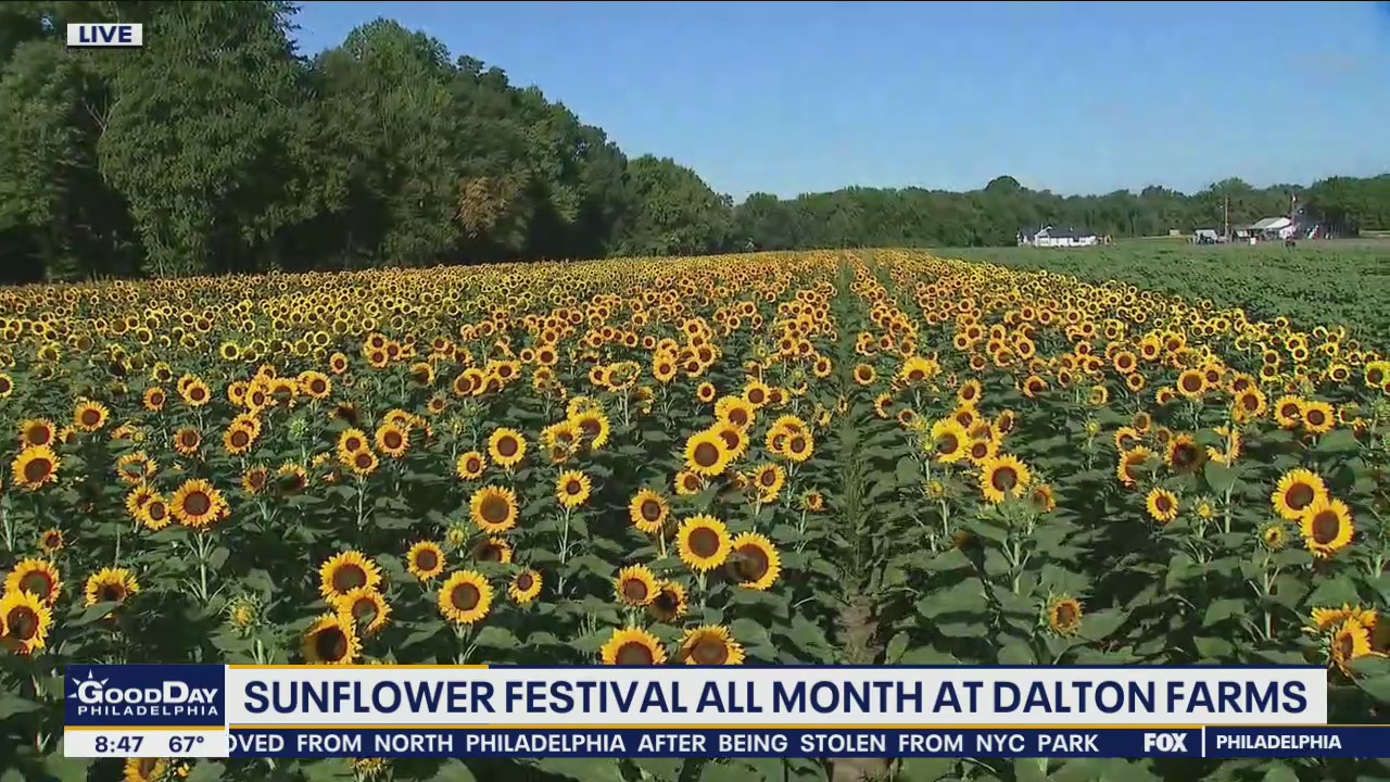 Enjoy beautiful views at the Sunflower Festival at Dalton Farms