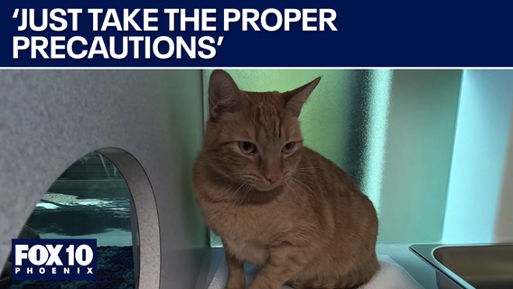 Bird Flu: Veterinarian gives advice to cat owners