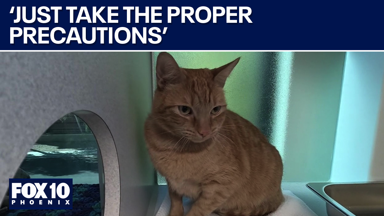 Bird Flu: Veterinarian gives advice to cat owners