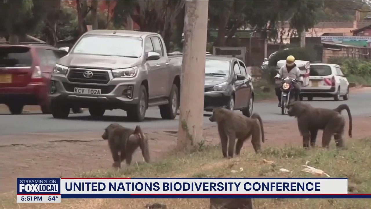 U.N. summit focuses on saving animal, plant populations