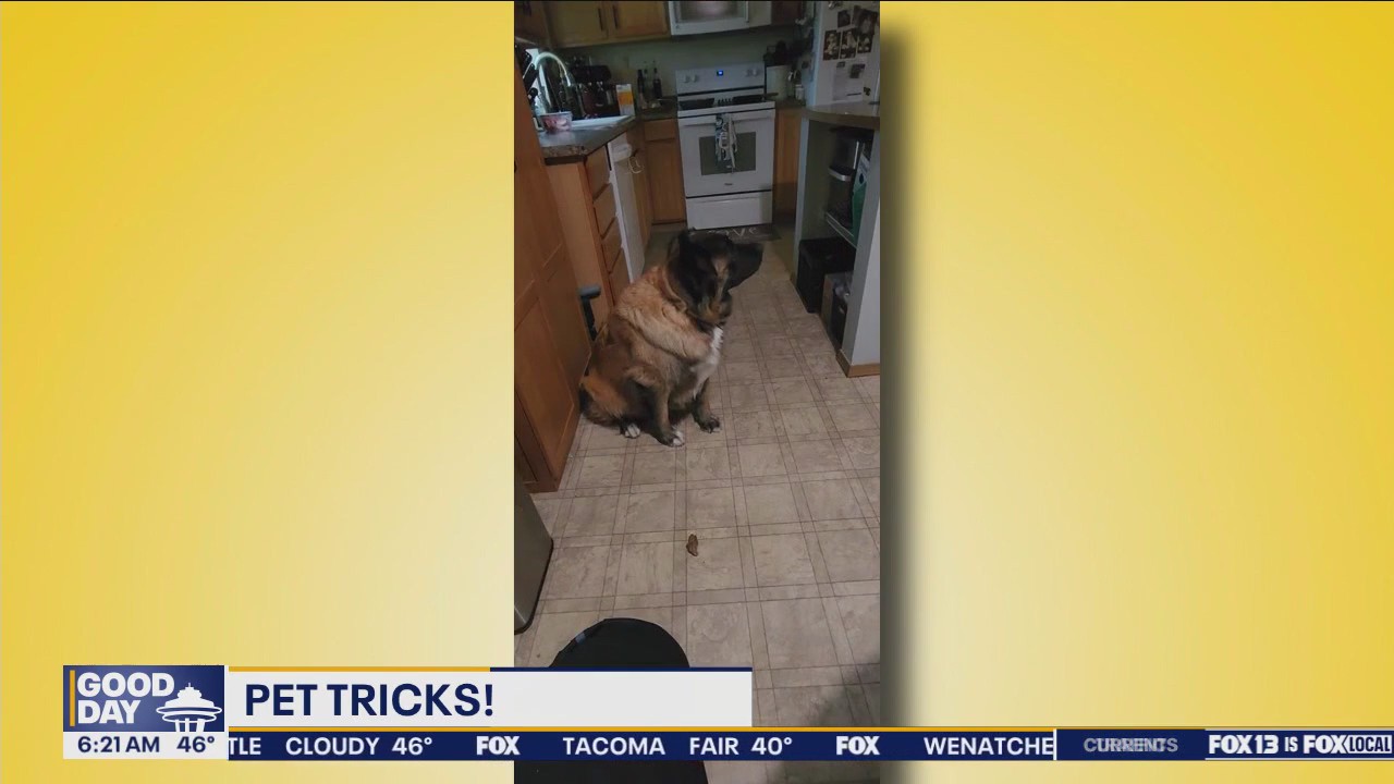 Pet Tricks for Tuesday, Oct. 22