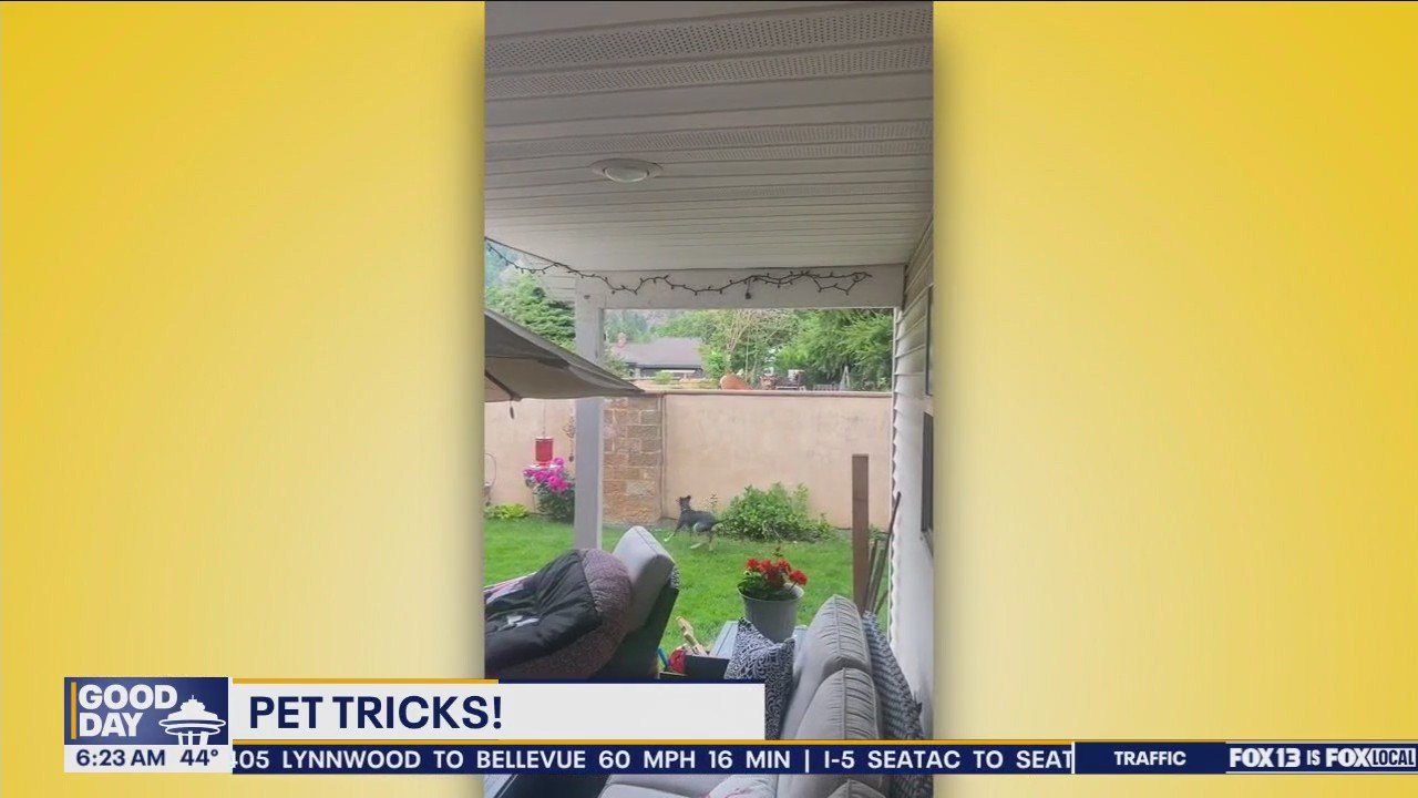 Pet Tricks for Friday, October 25