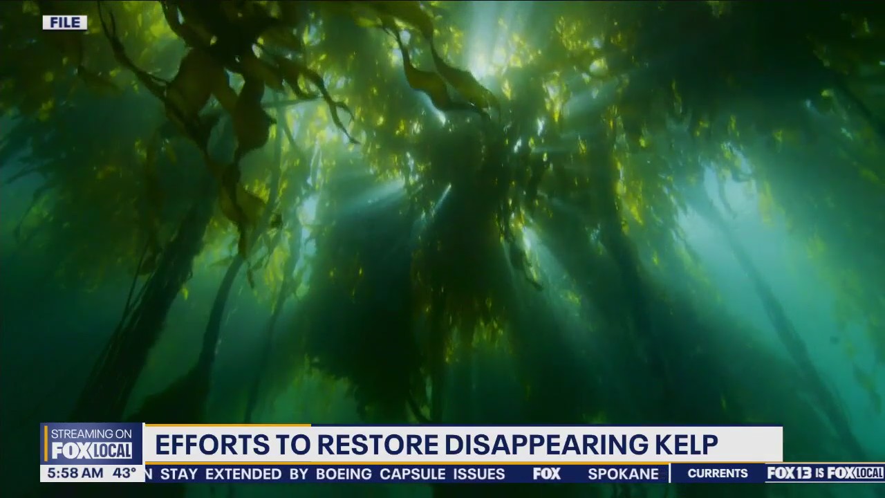 Efforts to restore disappearing kelp
