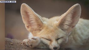 Phoenix Zoo mourns the loss of fennec fox Noelle