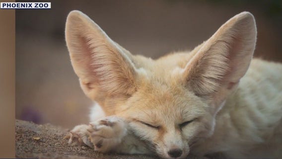 Phoenix Zoo mourns the loss of fennec fox Noelle