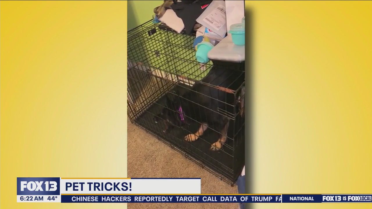 Pet Tricks for Wednesday, October 30