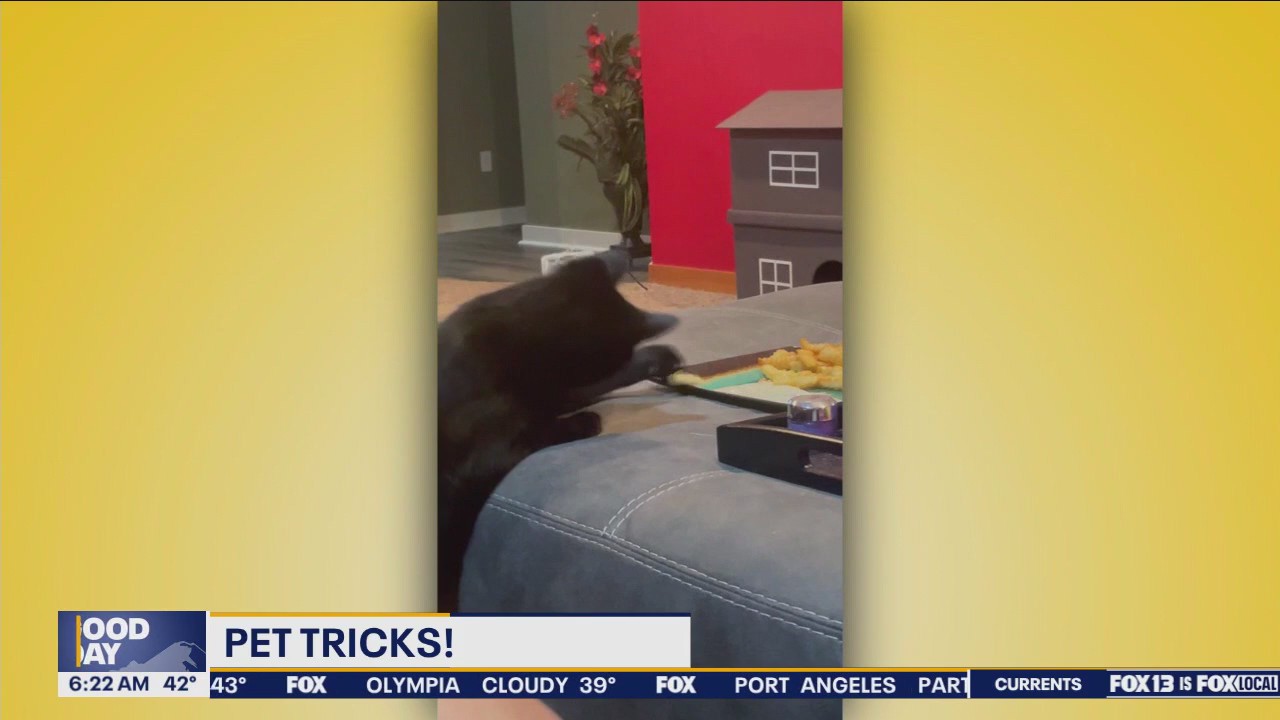 Pet Tricks for Thursday, Oct. 31