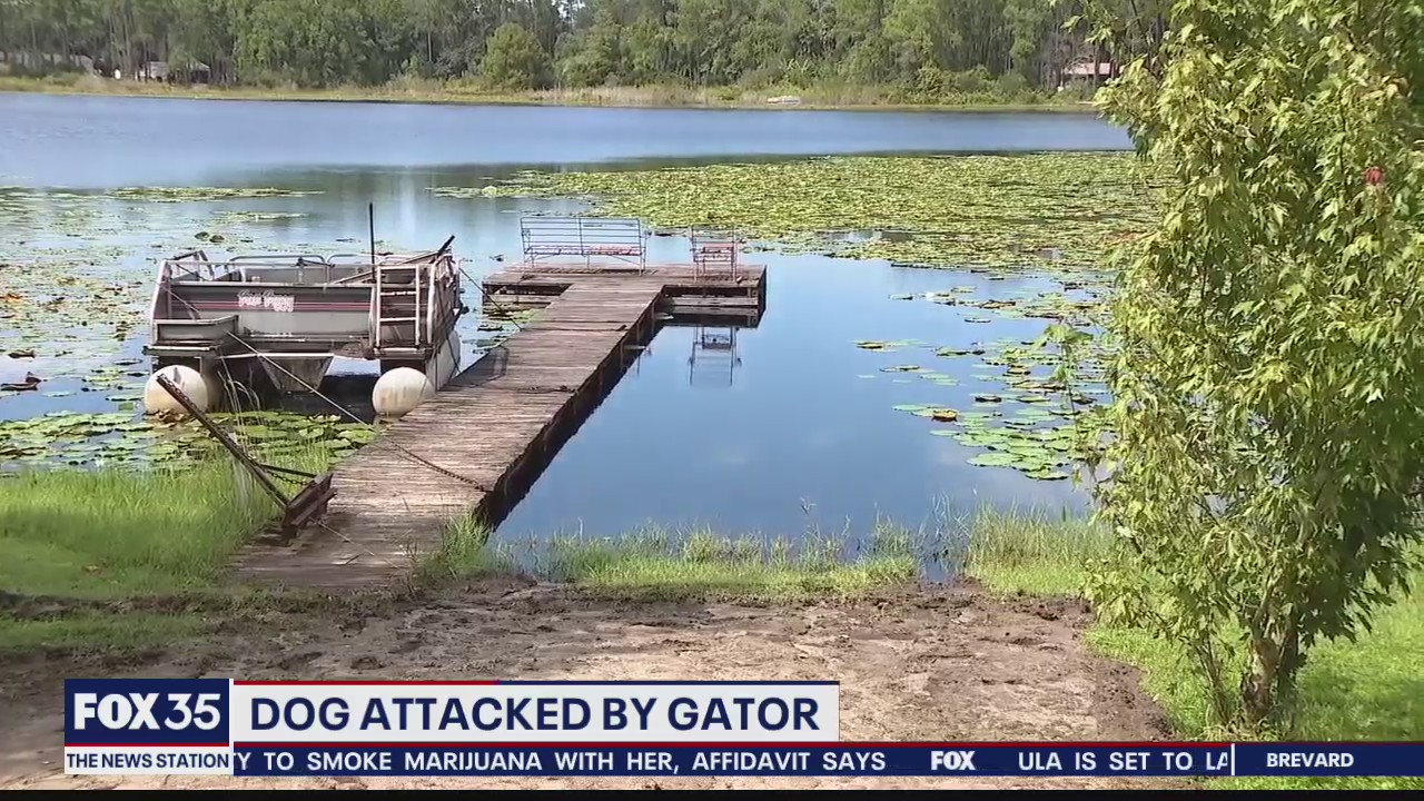 VIEWER DISCRETION: Video shows pet dog attacked by alligator