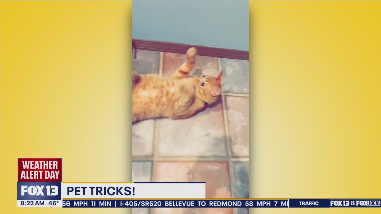 Good Day Pet Tricks for Monday, Nov. 4