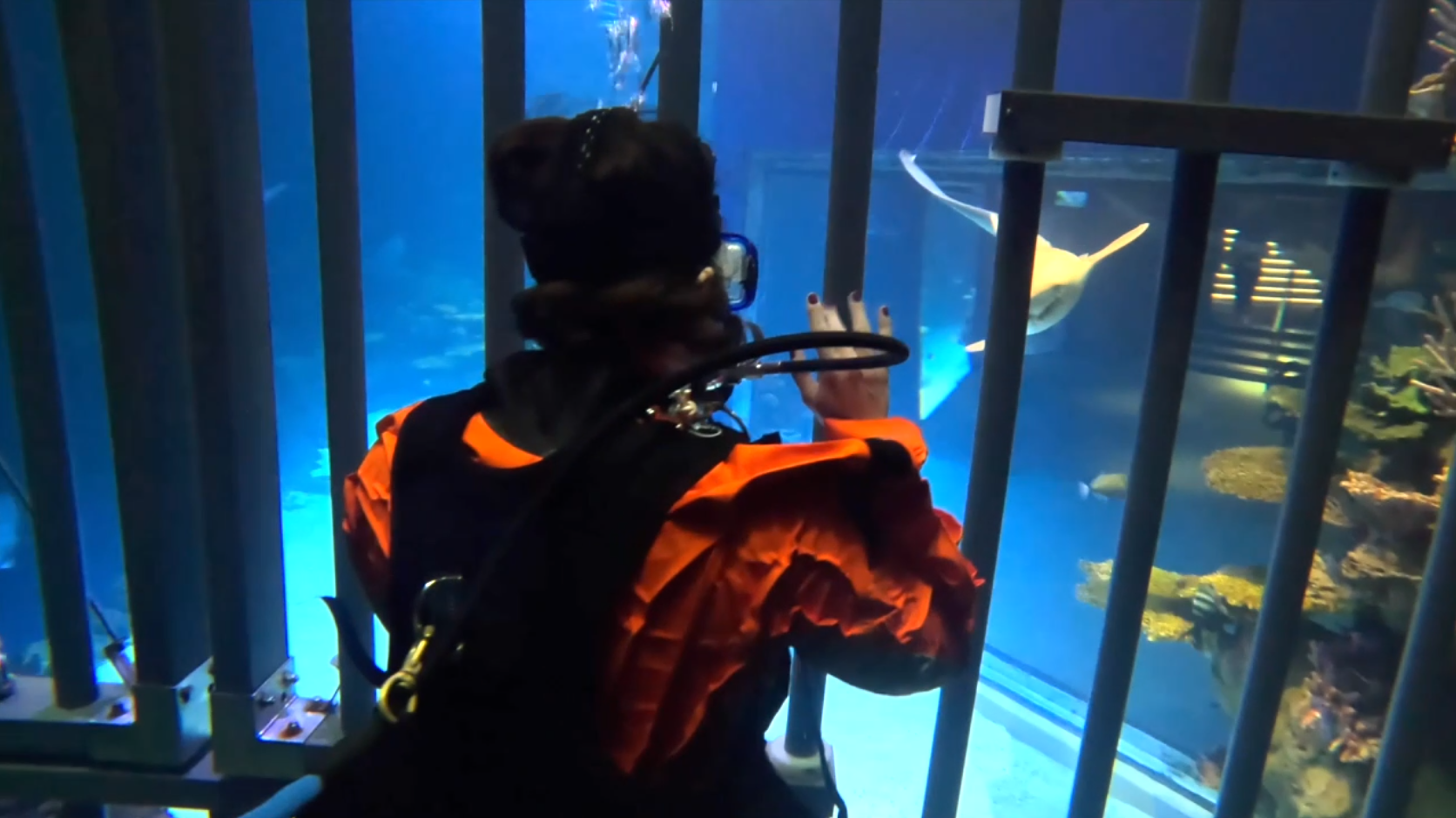 Going eye-to-eye with sharks at the Point Defiance Zoo and Aquarium