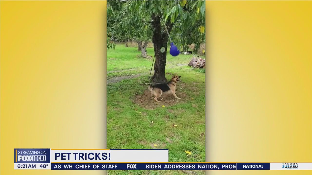 Pet Tricks for Friday, November 8