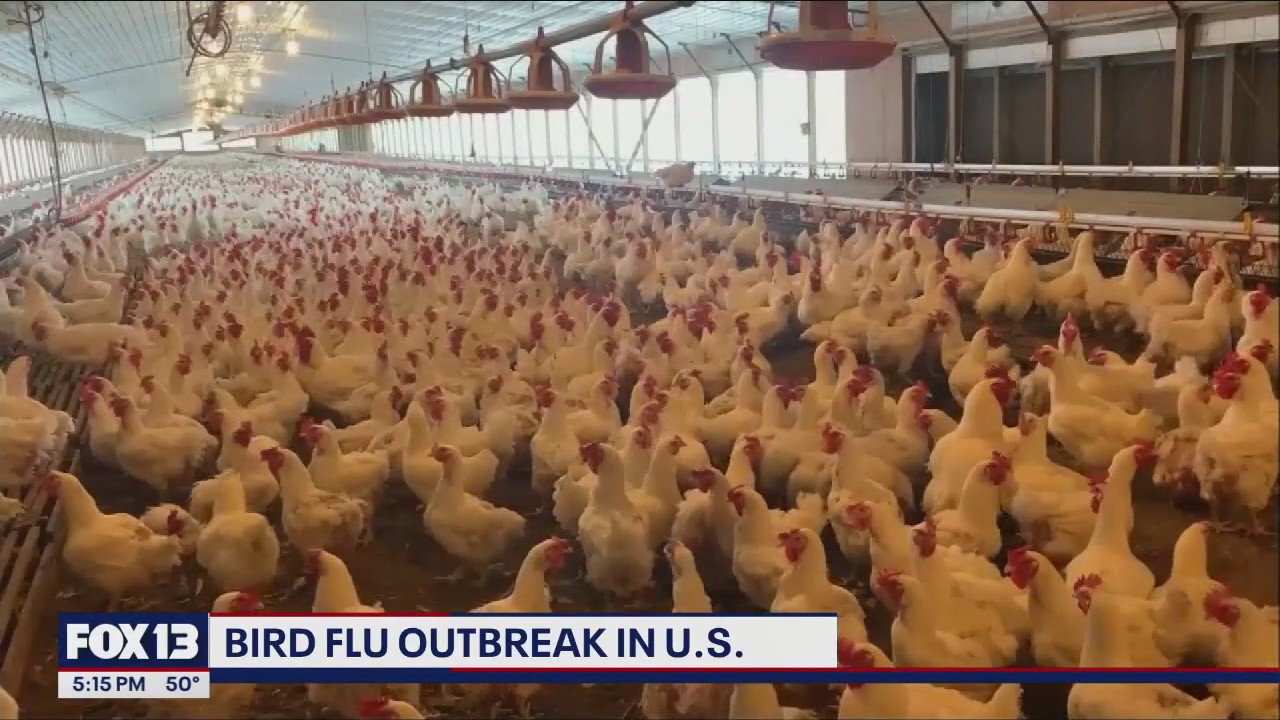 US bird flu outbreak found in 15 states | FOX 13 Seattle
