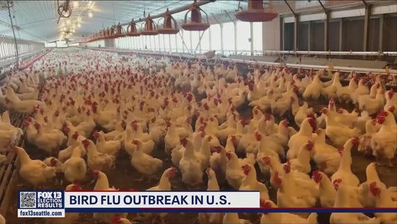 New strain of bird flu spreads across U.S.