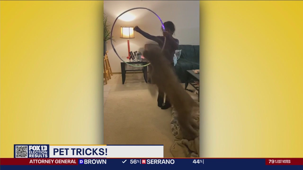 Pet Tricks for Thursday, November 7