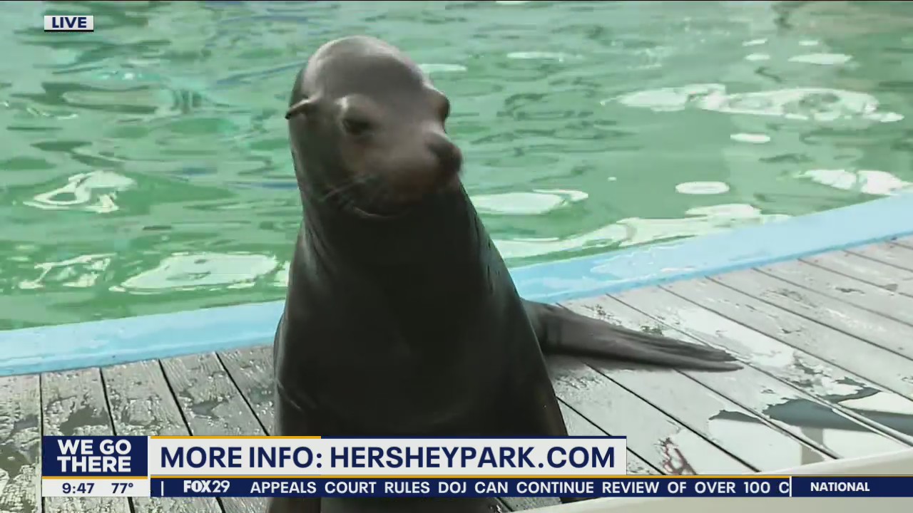Enjoy sea animals at the 'Our Friends From the Sea' show at Hershey Park