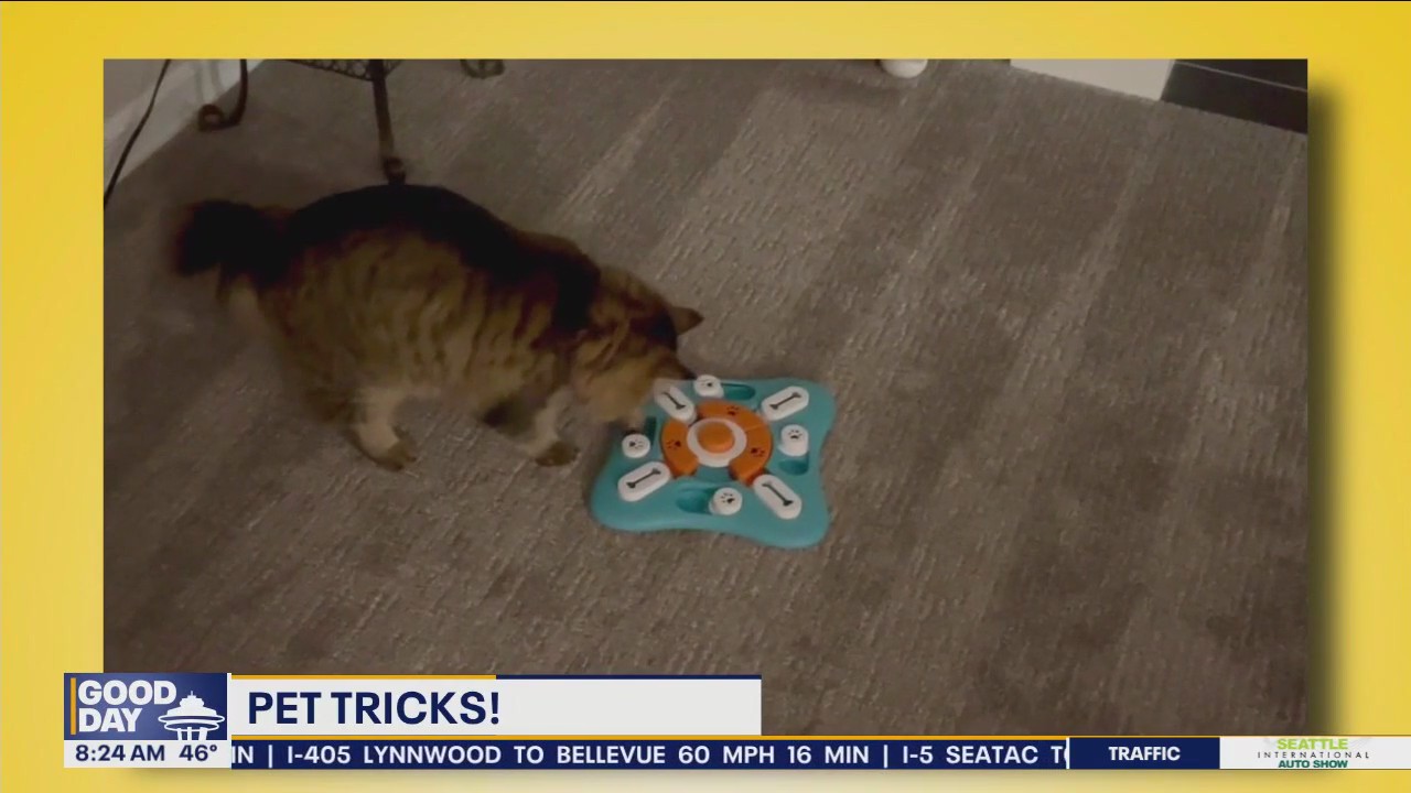 Pet Tricks for Tuesday, November 12