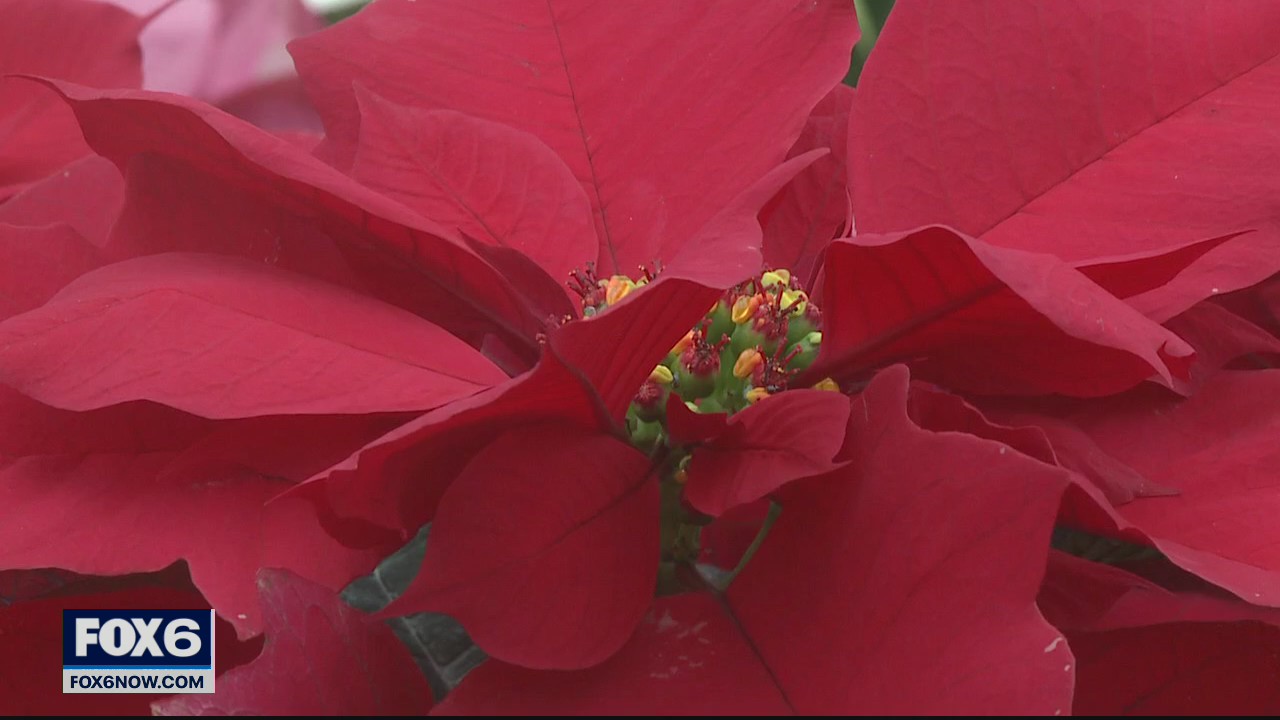 Bayside Garden Center brings holiday cheer with poinsettia varieties