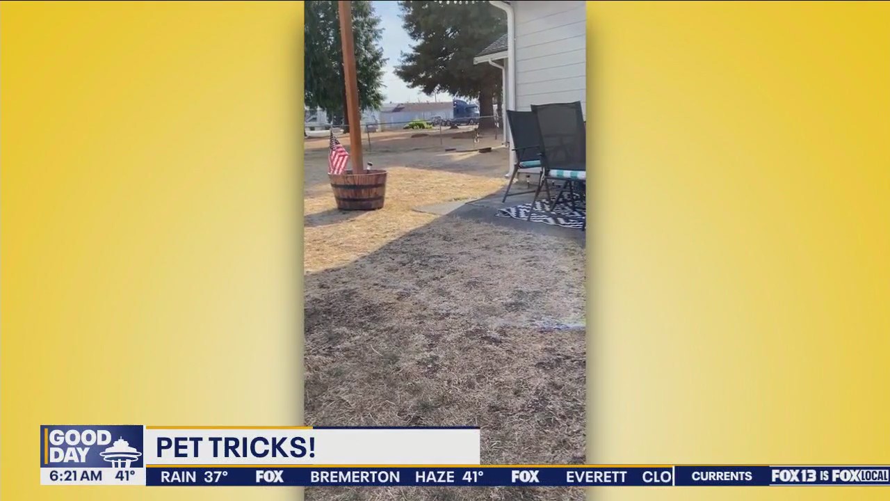 Pet Tricks for Monday, November 18