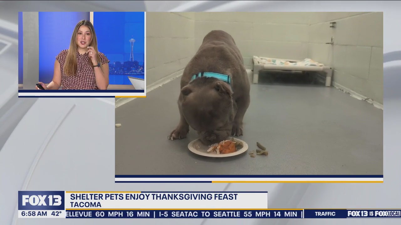 Tacoma shelter pets enjoy Thanksgiving feast