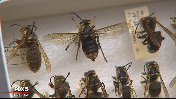 More than 30 Montgomery County high school students stung by yellow jackets