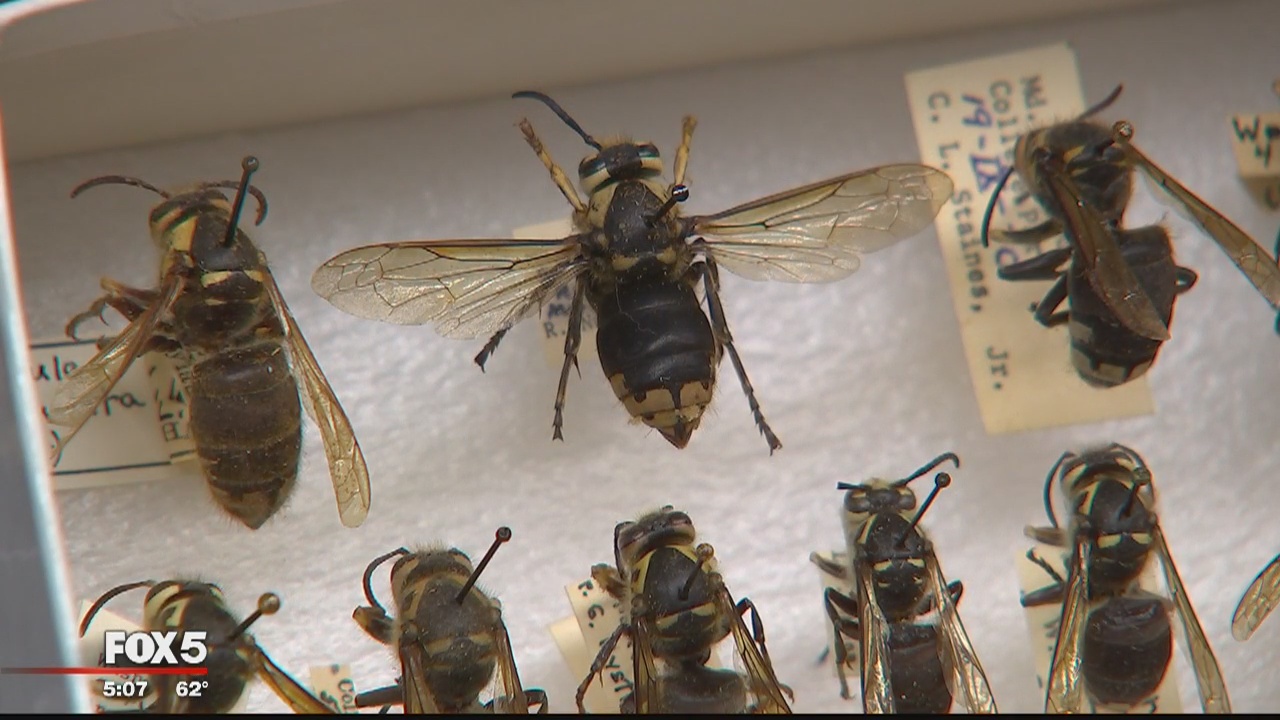 More than 30 Montgomery County high school students stung by yellow jackets