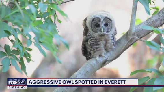 Aggressive owl spotted in Everett