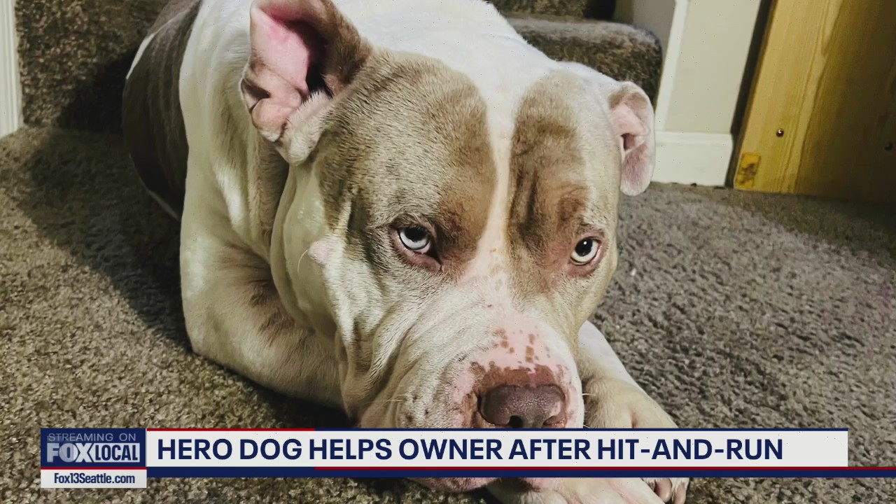 Victim of Renton hit-and-run credits dog with alerting family to get help